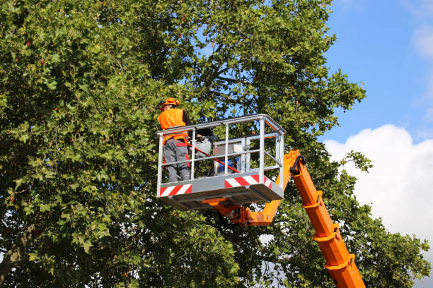 Oquawka, IL Tree Removal and Landscaping Services Company